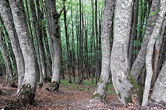 Forest in the Albanian Alps