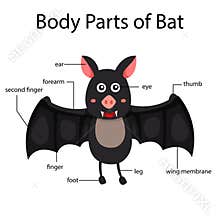 Illustrator of body parts of bat