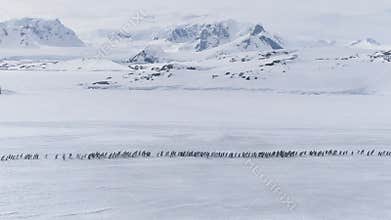 Moving penguins colony. Antarctica aerial shot.