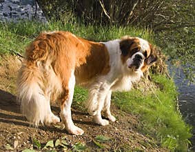 St. Bernard dog