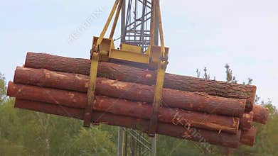 A pile of logs carried by crane, close-up. A pile of logs are suspended in the air. Forest capture on an excavator with