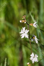Woodland star Lithophragma affine, Pinnacles National Park, California