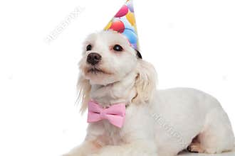 Close up of lying birthday bichon wearing pink bowtie