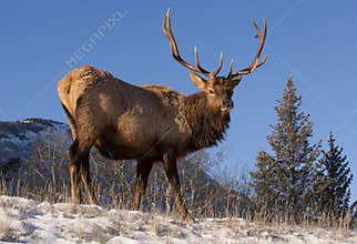 Elk on hill