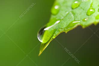 Rain drops on leaf