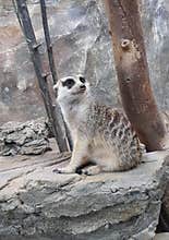 Meerkat or suricate, is a small carnivoran belonging to the mongoose family
