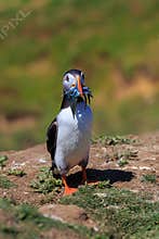 An Atlantic puffin returns back to its burrow with eels