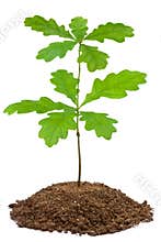 Young oak