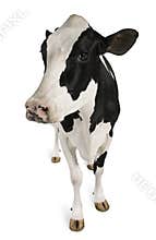 Holstein cow, 5 years old, standing