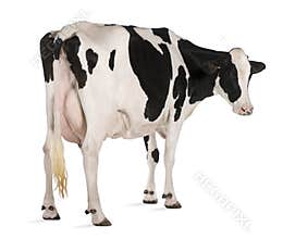 Holstein cow, 5 years old, standing