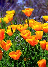 California Poppies Green and Orange