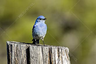 Mountain bluebird on wooden post