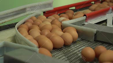 Egg factory chicken packaging