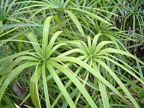 Cyperus alternifolius close up