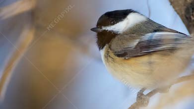 Black-capped chickadee - taken near the Minnehaha Creek in Minneapolis, Minnesota