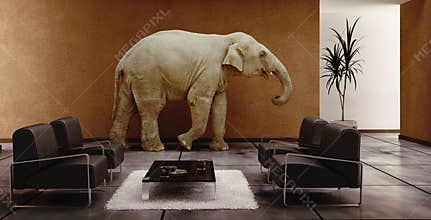 Elephant indoor