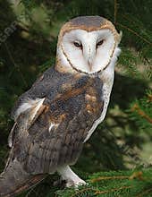 Barn Owl