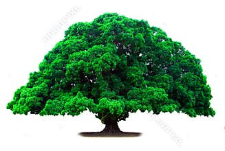 Green old tree