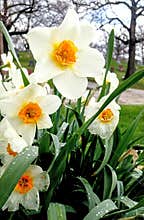 Cluster of Bright White and Yellow Daffodils in Spring