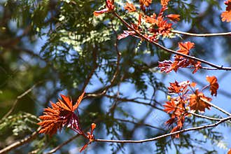 New Red Maple Leaves Budding Out in Early Spring