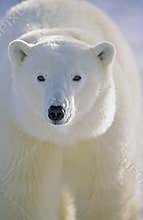 Polar Bear portrait. Churchill, Canada