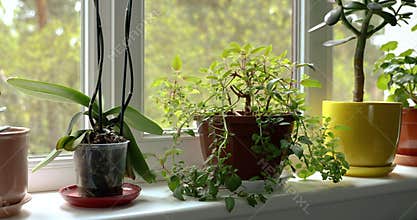 Potted indoor plants on sunny home windowsill