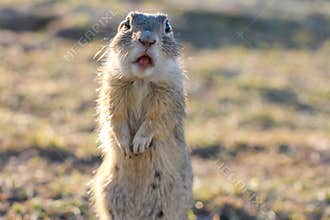 European ground squirrel standing in the field. Spermophilus citellus wildlife scene from nature. European souslik on meadow