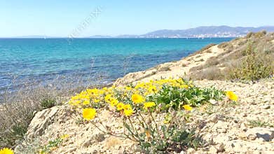 Yellow Sea Daisies in the wind