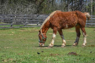 Brown Horse with White Mane Eating in Pasture