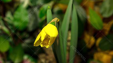 Daffodil flower opening