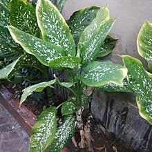 This is a awesome pata bahaar tree.