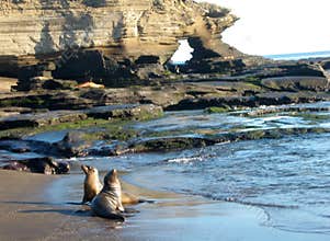Galapagos Sealions