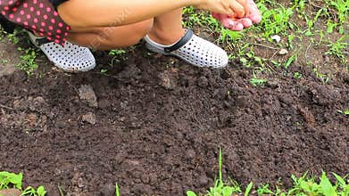 Woman planting organic corn in home garden