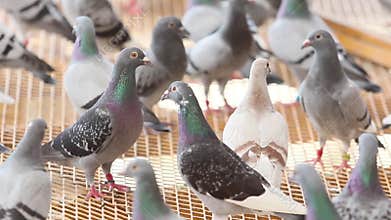 Speed racing pigeon perching  in home loft