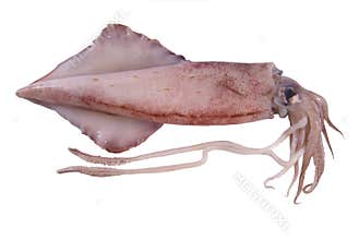 Squid