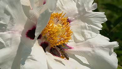 Bee collects nectar on flowers