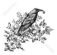 Raven  with Raspberry in Beak Pencil Drawing