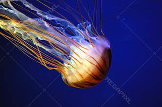 Jellyfish