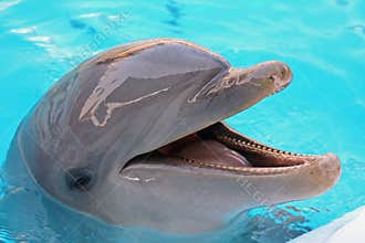 Dolphin