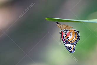 Leopard Lacewing Butterfly on Chrysalis in the garden