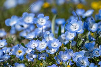 Baby blue eyes wildflowers in California during super bloom. copy space available