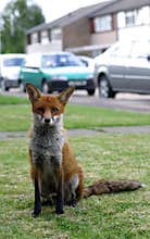 Urban Fox