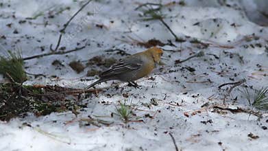 Pinicola enucleator. The female birds grosbeak early spring in Siberia