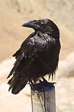 Crow