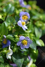 Blue Persian Violet