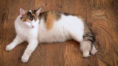Pregnant cat lies on the wooden floor. Cat in the last term of pregnancy . Pregnant calico cat with big belly laying on