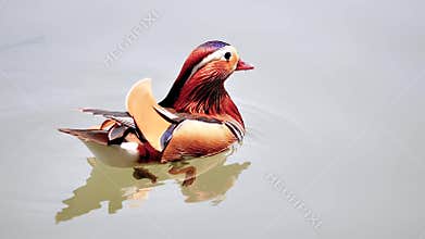Beautiful Mandarin Duck swimming in west lake, fishes and webbed feet of mandarin duck can be seen in clean water