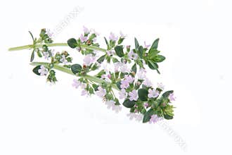 Thyme
