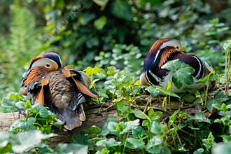 Portrait of two Mandarin ducks resting on a tree trunk, with their beaks between the feathers