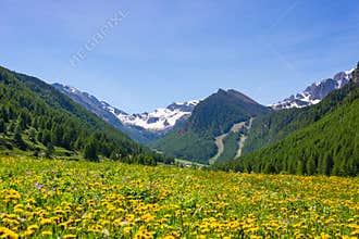 Summer in the Alps. Blooming alpine meadow and lush green woodland set amid high altitude mountain range.